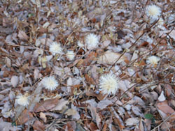 150129_kouya_b2.jpg