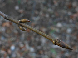 150129_turibana.jpg