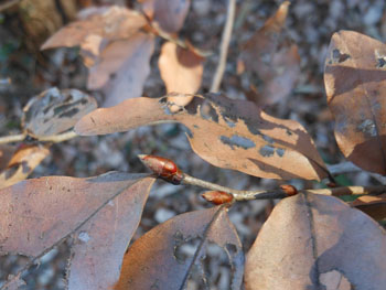 150129_yamakobasi.jpg
