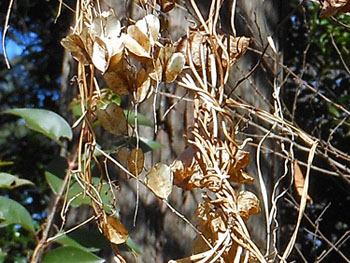 150131_onidokoro2.jpg