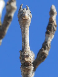 150214_toneriko3.jpg