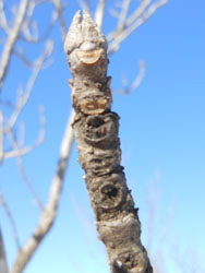 150214_toneriko4.jpg