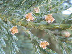 150216_leyland_cypress2.jpg