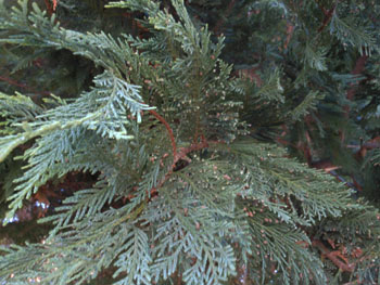 150216_leyland_cypress3.jpg