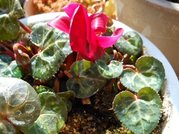 150222_m_cyclamen2.jpg