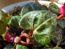 150222_m_cyclamen3.jpg