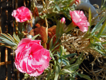 150222_s_carnation.jpg