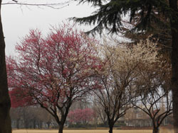 150223_ume4.jpg