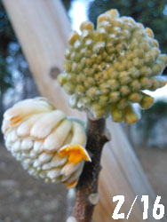 150301_mitumata2.jpg