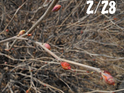 150306_tosa_m1.jpg