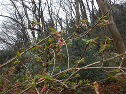 150310_uguisu_k1.jpg