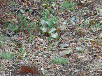 150313_shamen1.jpg