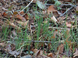 150313_shamen4.jpg