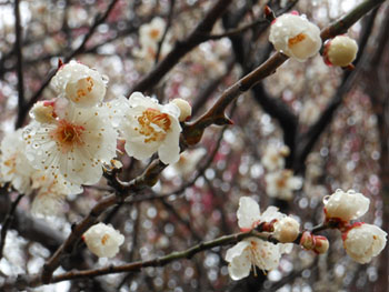 150315_ume8.jpg