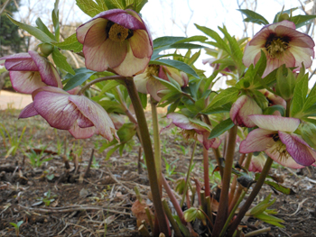 150316_helleborus03.jpg