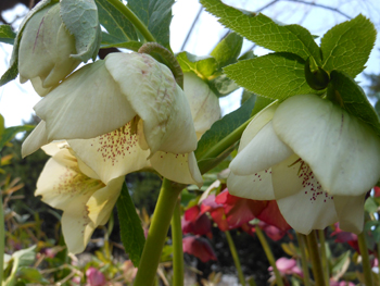 150316_helleborus09.jpg