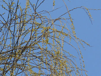 150317_s_yanagi3.jpg
