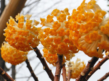 150320_mitumata2.jpg