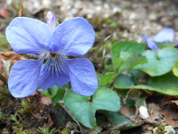 150321_tatitubo_s.jpg
