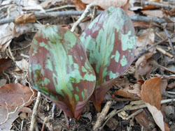 150323_katakuri1.jpg