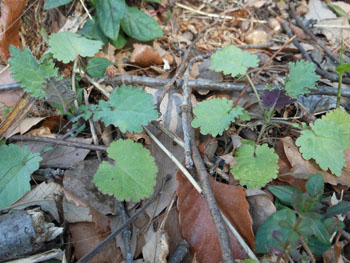 150324_o_araseito1.jpg