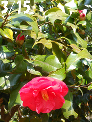 150327_tubaki1.jpg