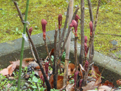150328_botan2.jpg