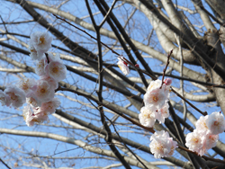 150328_bungo_u1.jpg