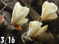 150328_h_mokuren1.jpg