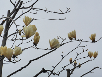 150328_h_mokuren2.jpg
