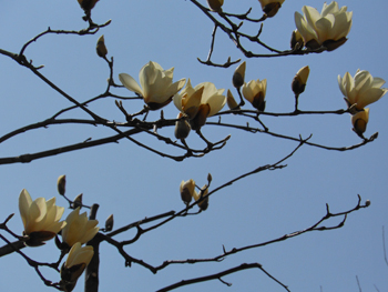 150328_h_mokuren3.jpg