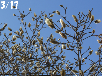 150328_kobusi1.jpg