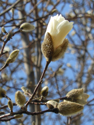 150328_kobusi2.jpg