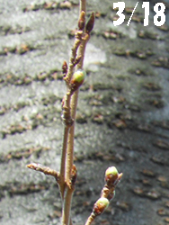 150328_sakura.jpg