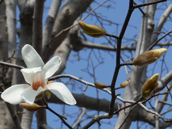 150329_kobusi2.jpg
