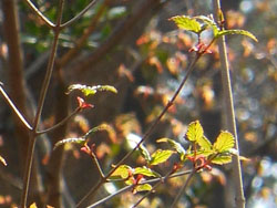 150329_o_yozome1.jpg