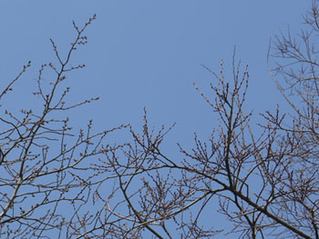 150329_sakura_enoki.jpg