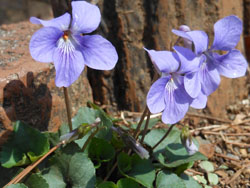 150330_tatitubo_s.jpg