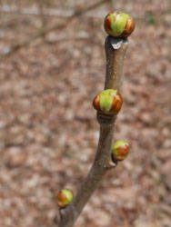 150331_kuwa.jpg