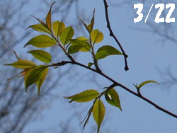 150331_uwamizu_z1.jpg