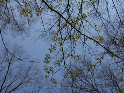 150331_uwamizu_z2.jpg