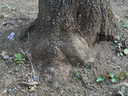 150403_k_sumire4.jpg
