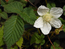 150403_kusaitigo.jpg