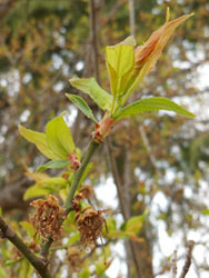 150405_ume.jpg