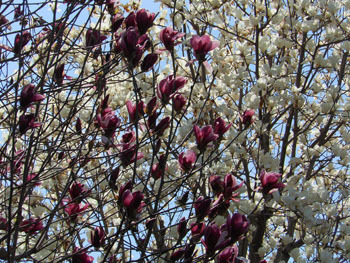 150410_mokuren1.jpg