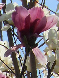 150410_mokuren2.jpg