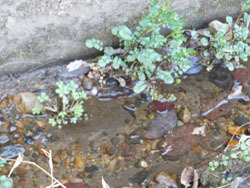 150413_ogawa3.jpg