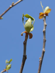 150415_yurinoki07.jpg