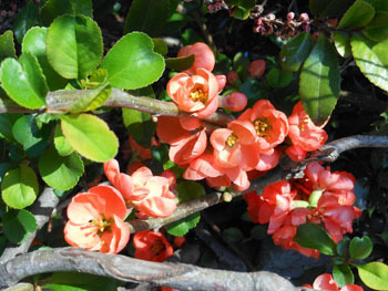 150419_boke1.jpg