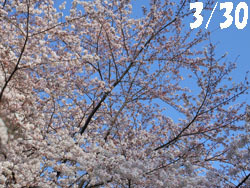 150419_sakura01.jpg